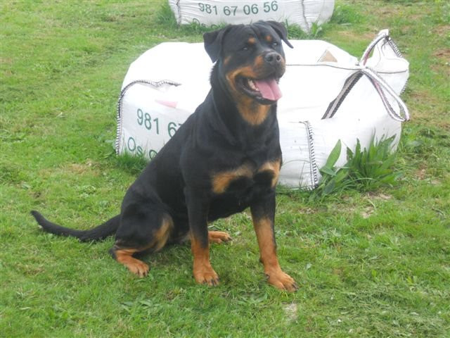 Laila del Reygoso