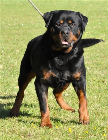 Yokel von der Bleichstrasse